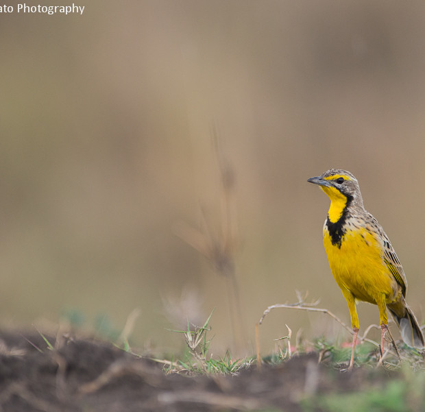 Yellow Throated Longclaw
