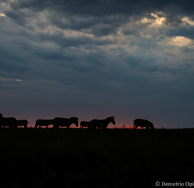 Zebras Silhouette