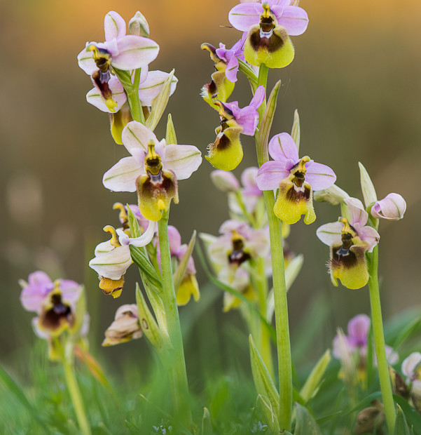 Ophrys Tenthredinifera