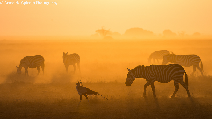 Secretary bird and zebras