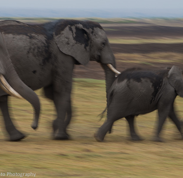 Elephants