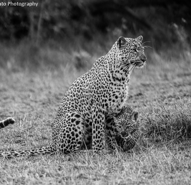Leopard And Cub Under The Rain