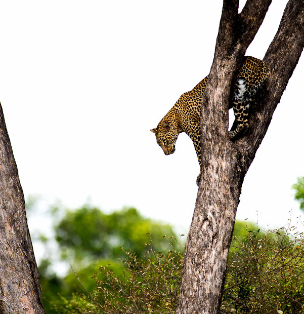 Leopardo