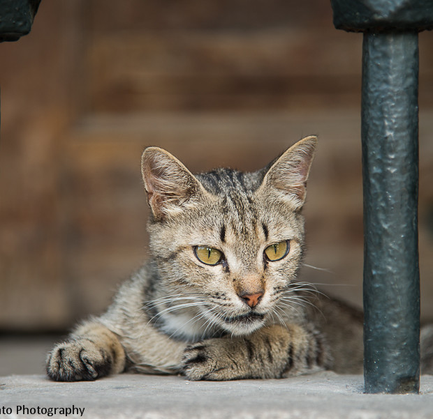 I Gatti Di Istanbul