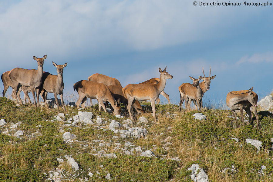 Parco Nazionale D’Abruzzo