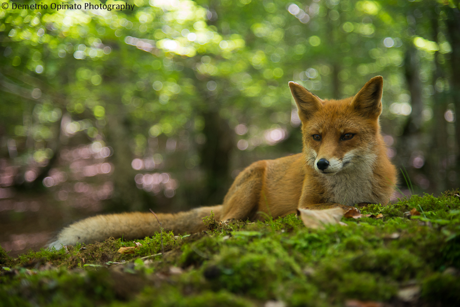 Red fox